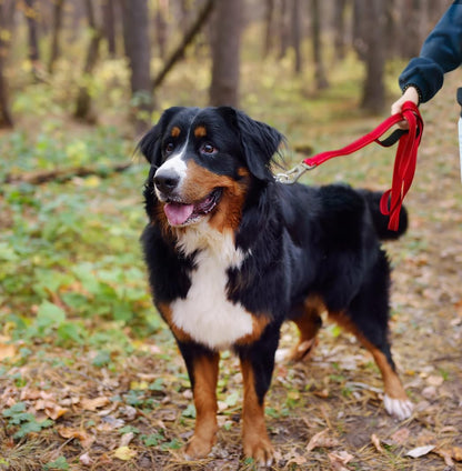 4FT 1IN Durable Red Dog Leash with Dual Padded Handles and Traffic Control, Featuring Comfortable Grip, Auto Lock Hook, and Reflective Design for Small to Large Dogs